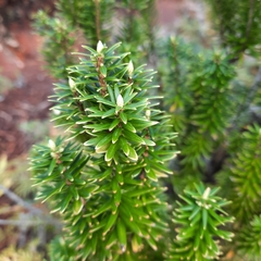 Leptecophylla robusta