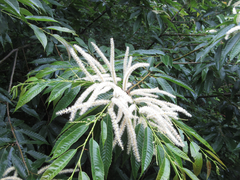 Castanea crenata