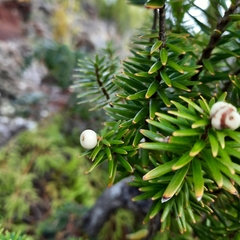 Leptecophylla robusta