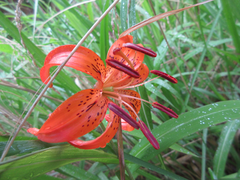 Lilium amabile
