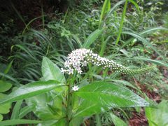 Lysimachia clethroides