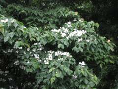 Cornus kousa