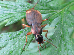 Chlaenius posticalis
