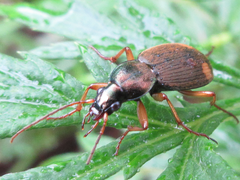 Chlaenius posticalis