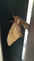 Marumba sperchius
