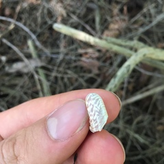 Anguispira alternata