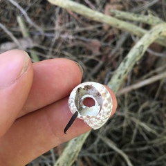 Anguispira alternata