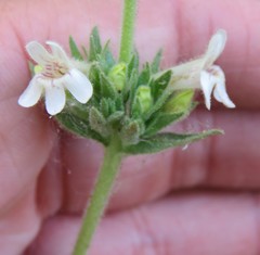 Penstemon sudans