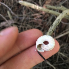 Anguispira alternata