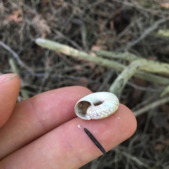 Anguispira alternata