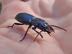 Pterostichus lama