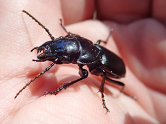 Pterostichus lama