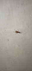 Cyphicerini