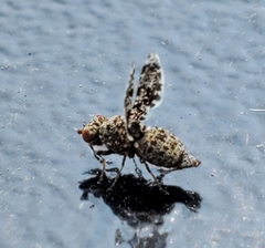 Callopistromyia annulipes
