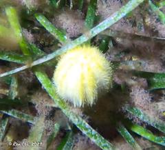 Amblypneustes pallidus