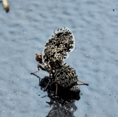 Callopistromyia annulipes