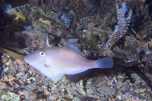 Bluefin Leatherjacket