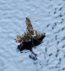 Callopistromyia annulipes