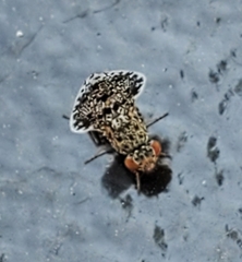 Callopistromyia annulipes