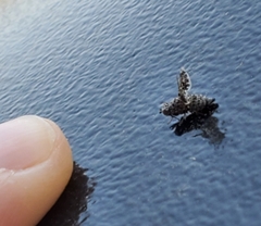 Callopistromyia annulipes