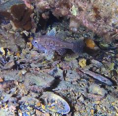 Vincentia conspersa