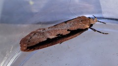 Leptocroca sanguinolenta