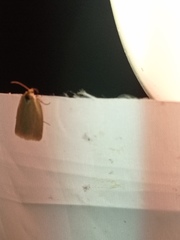 Tortrix viridana