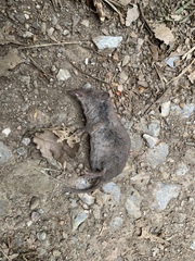 Crocidura pachyura