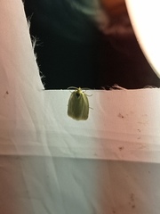 Tortrix viridana