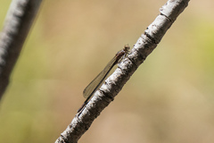 Zoniagrion exclamationis