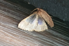 Peratophyga venetia