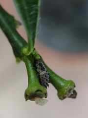 Adalia decempunctata