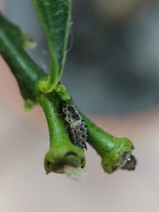 Adalia decempunctata