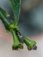 Adalia decempunctata