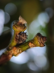 Adalia decempunctata