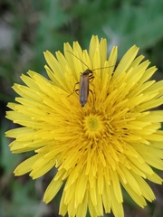 Oedemera femorata