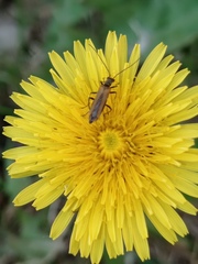 Oedemera femorata