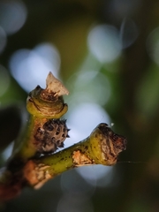 Adalia decempunctata