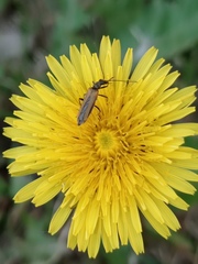 Oedemera femorata