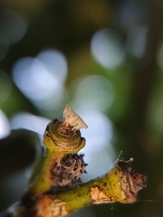 Adalia decempunctata