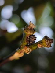 Adalia decempunctata