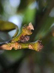 Adalia decempunctata