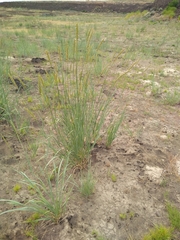 Pseudoroegneria spicata inermis