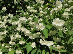 Philadelphus coronarius
