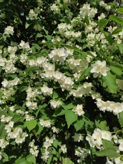 Philadelphus coronarius