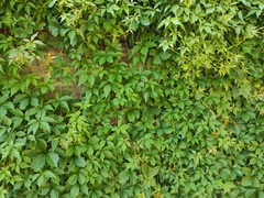 Parthenocissus quinquefolia