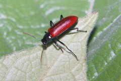 Strongylium nitidiceps