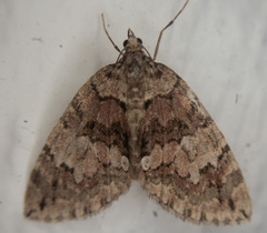 Hydriomena irata