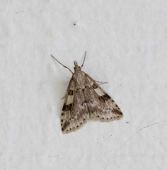 Udea washingtonalis