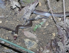 Enulius flavitorques